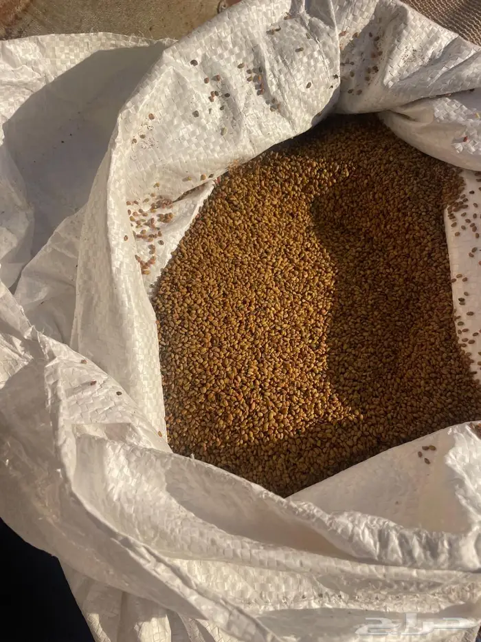 بذر برسيم حساوي 0