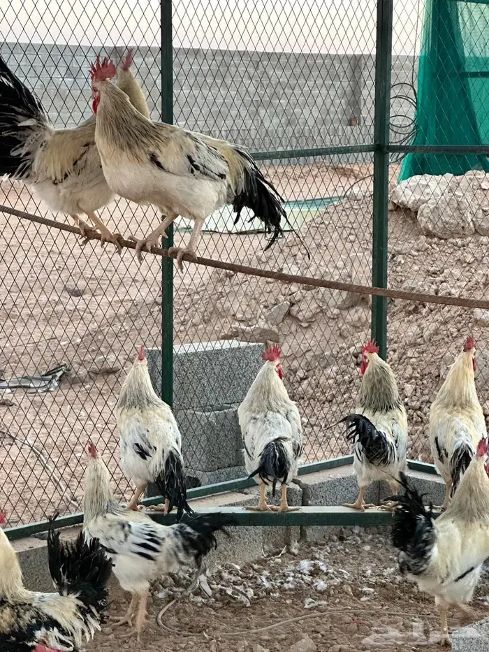 للبيع ديوك فرنسي كولمبي صافي 3