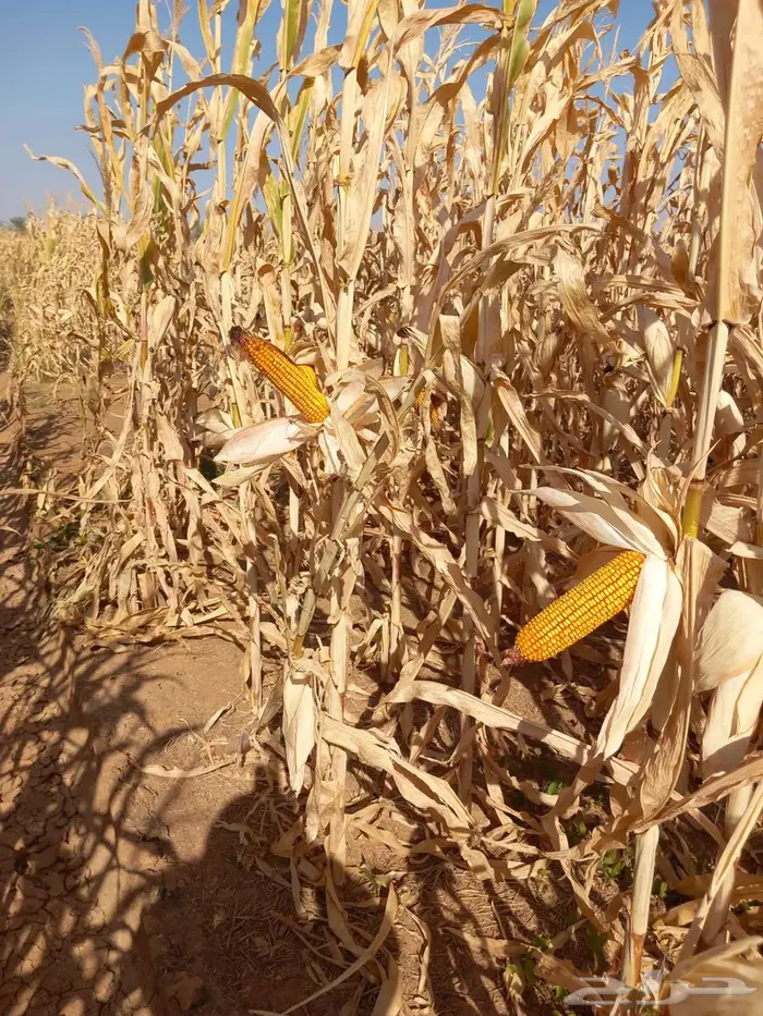 ذره شاميه صفراء حبوب 1