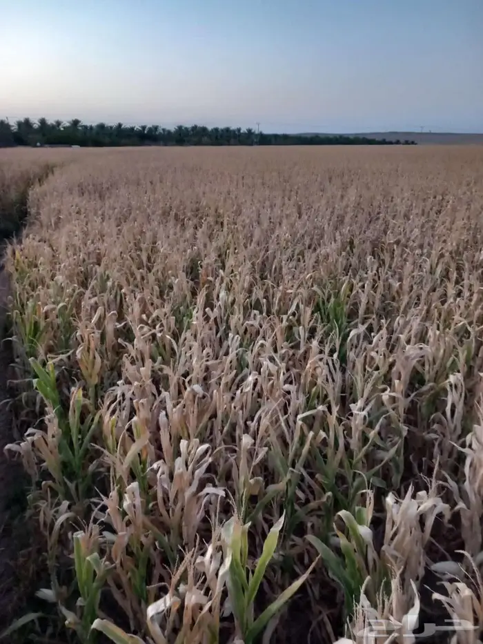 ذره شاميه صفراء حبوب 5