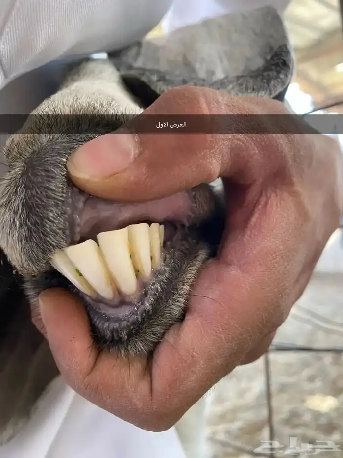 معزا والد ومضرع( تم البيييع ) 8