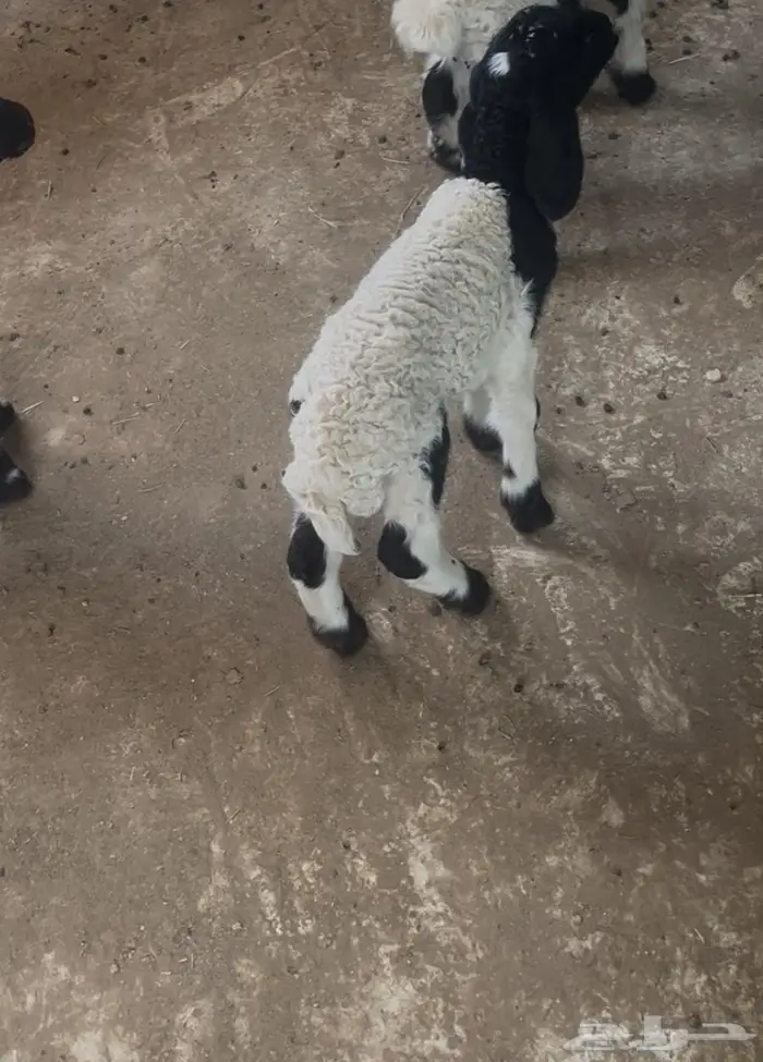 خروف داغور 0