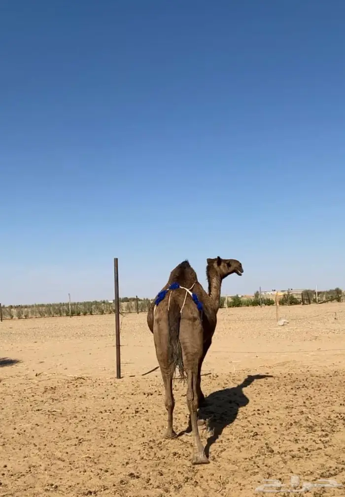 عشراء صفراء طيبه 1