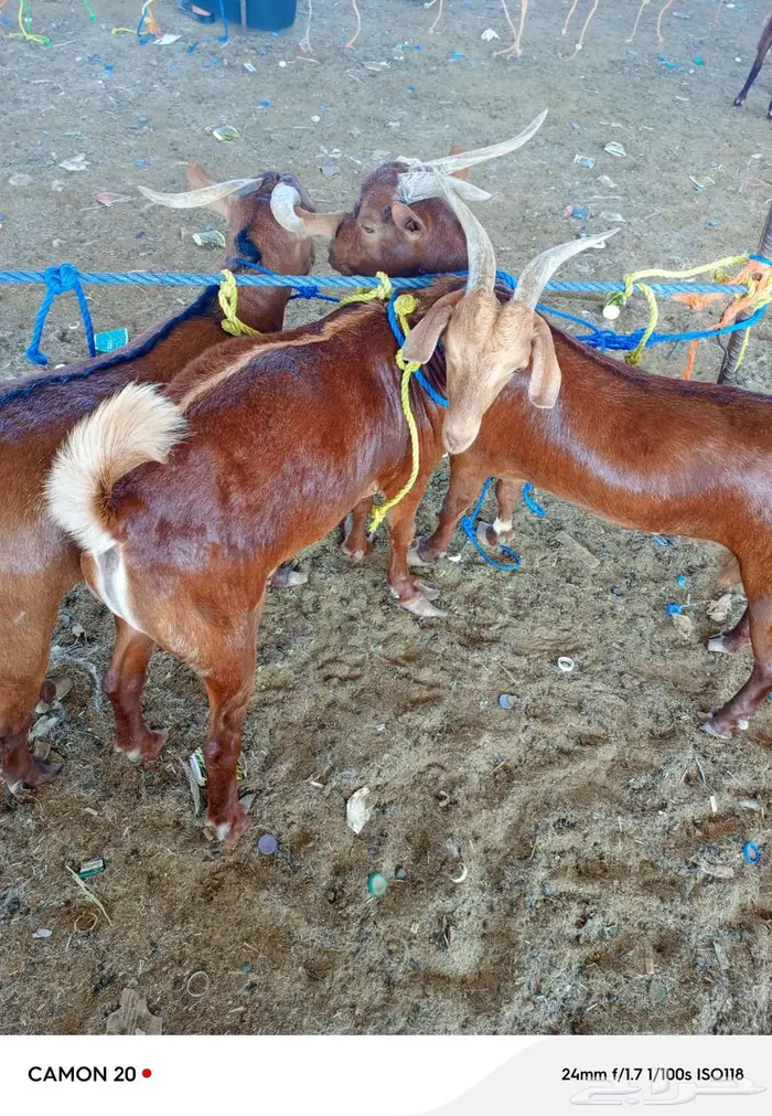 جذعان محايلي 0