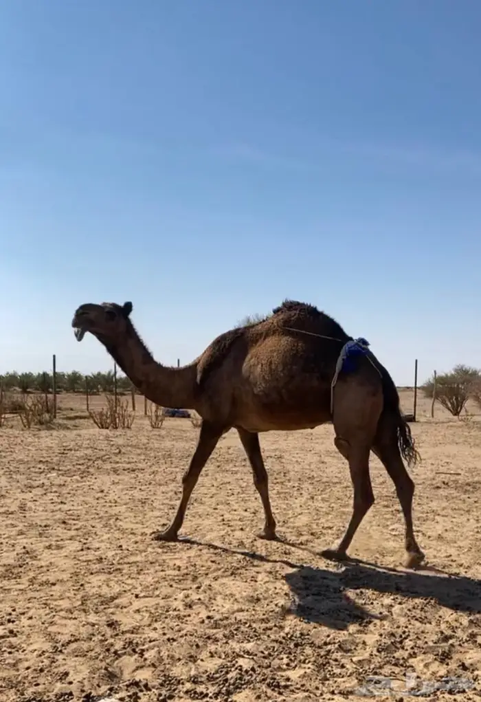 عشراء صفراء طيبه 0