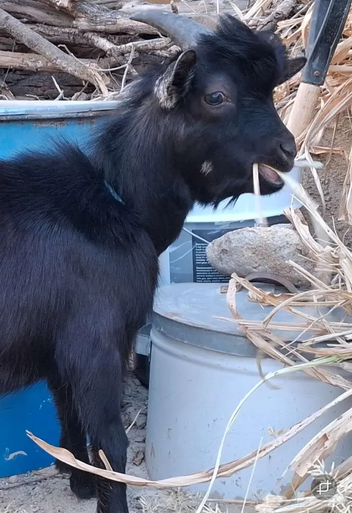 ماعز قزم النوع ذكر 2