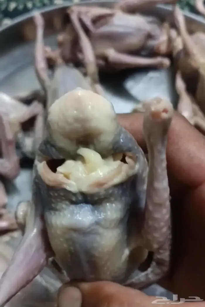 فراخة حمام هندي 8