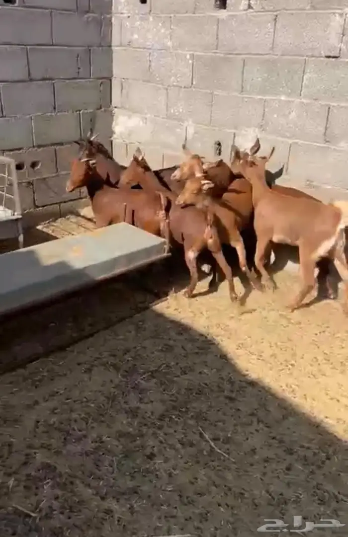 7 جفار فل شحم دهم حلال مشروط 0