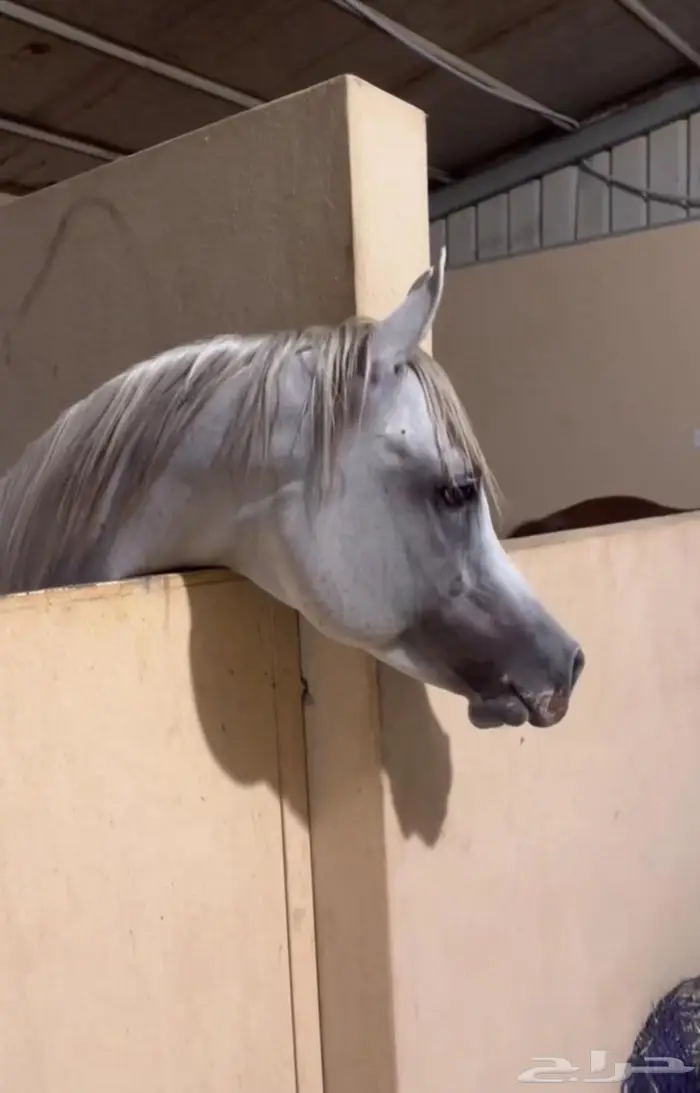 حصان واهو فاخر 1