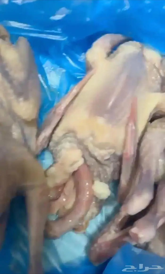 فراخة حمام هندي 1