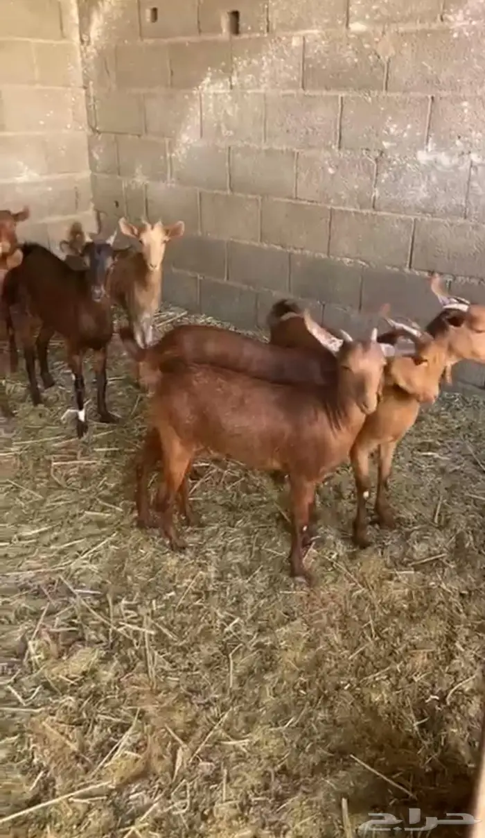 7 جفار فل شحم دهم حلال مشروط 2