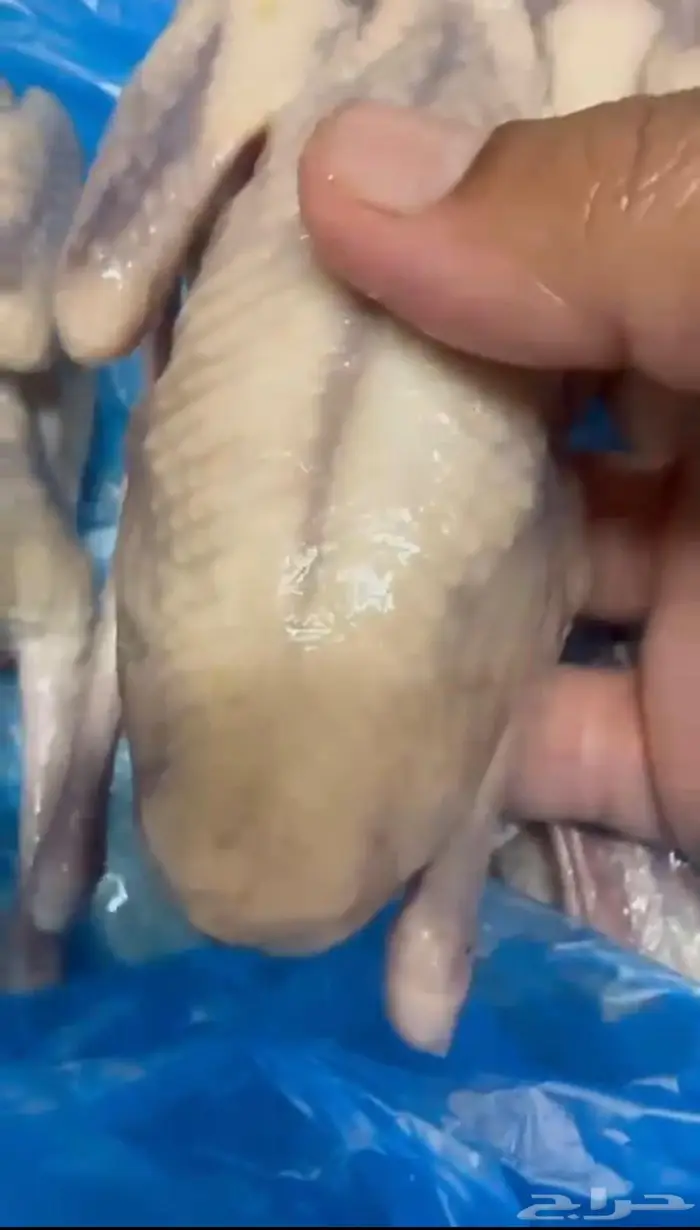 فراخة حمام هندي 11