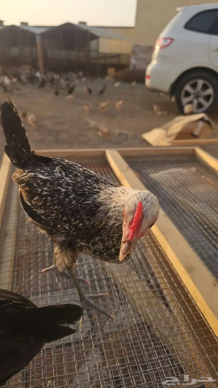 )مزاد(دجاج بلدي للبيع جمله 4