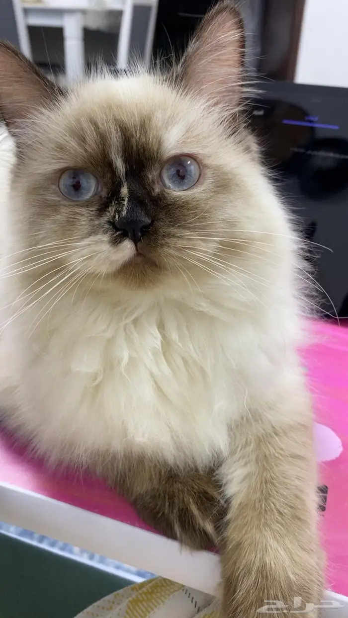 قطه للتزاوج 0