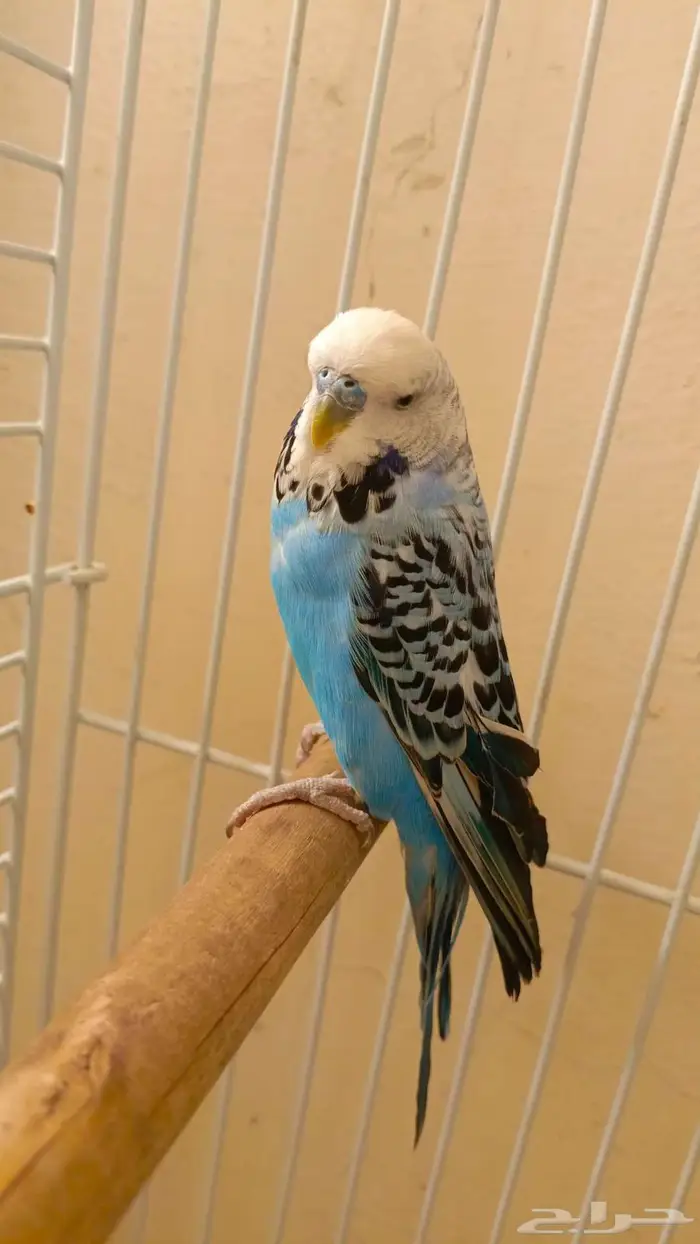 للبيع ذكر بادجي بدون قفص ومع اكله مجاني 0