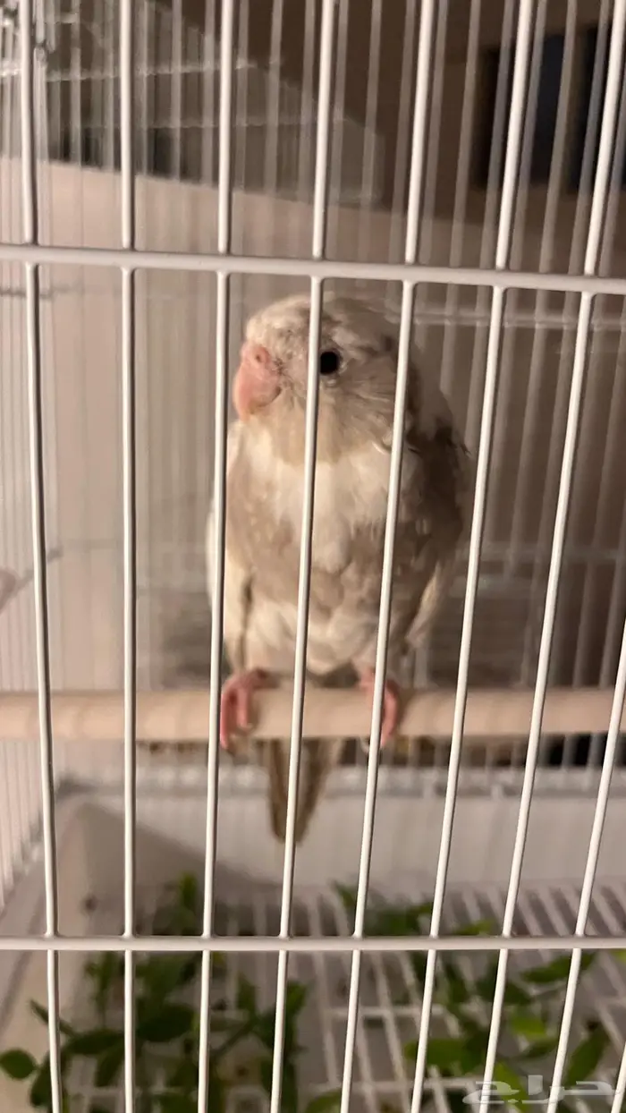 ببغاء كوكاتيل 1