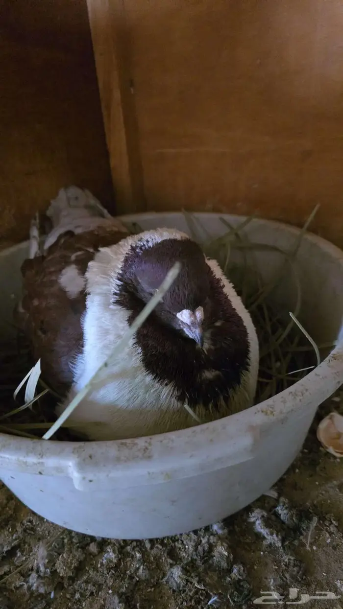 حمام العدد 24 نصفهم سترايزر ونصفهم مودينا 7