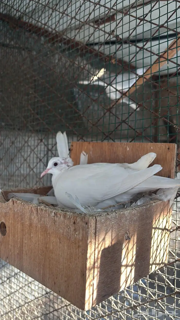 البيع اجوز ياكريم 0