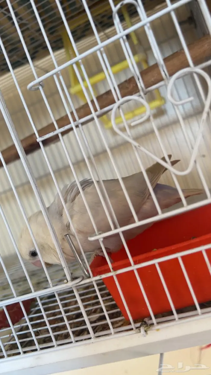 عصفور روز انثى 2