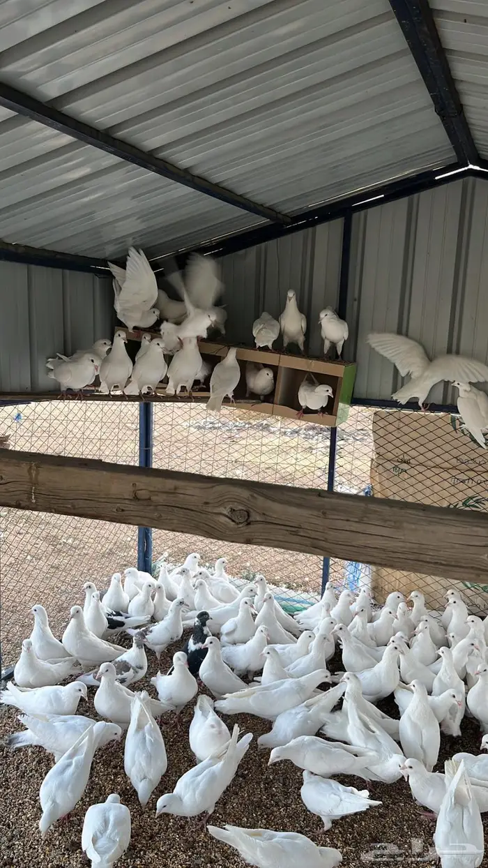 تم البيع الله يبارك له 2