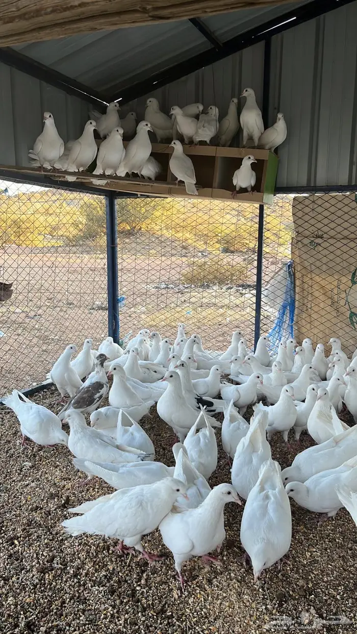 تم البيع الله يبارك له 7