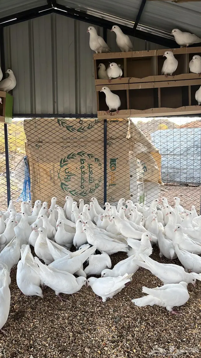 تم البيع الله يبارك له 6