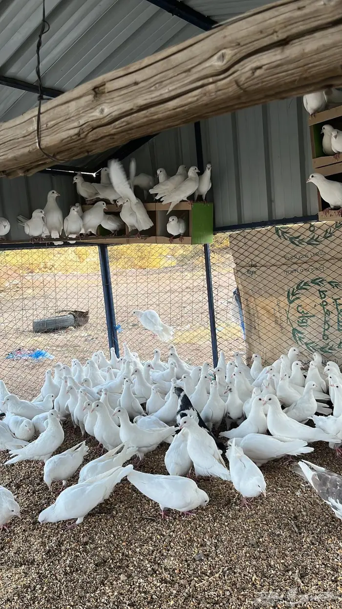 تم البيع الله يبارك له 5