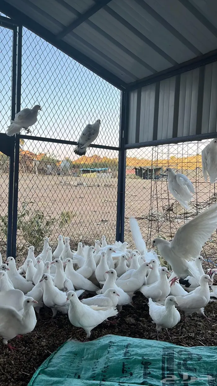 تم البيع الله يبارك له 4