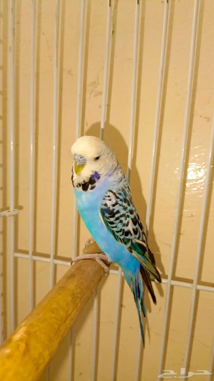 للبيع ذكر بادجي بدون قفص ومع اكله مجاني 1