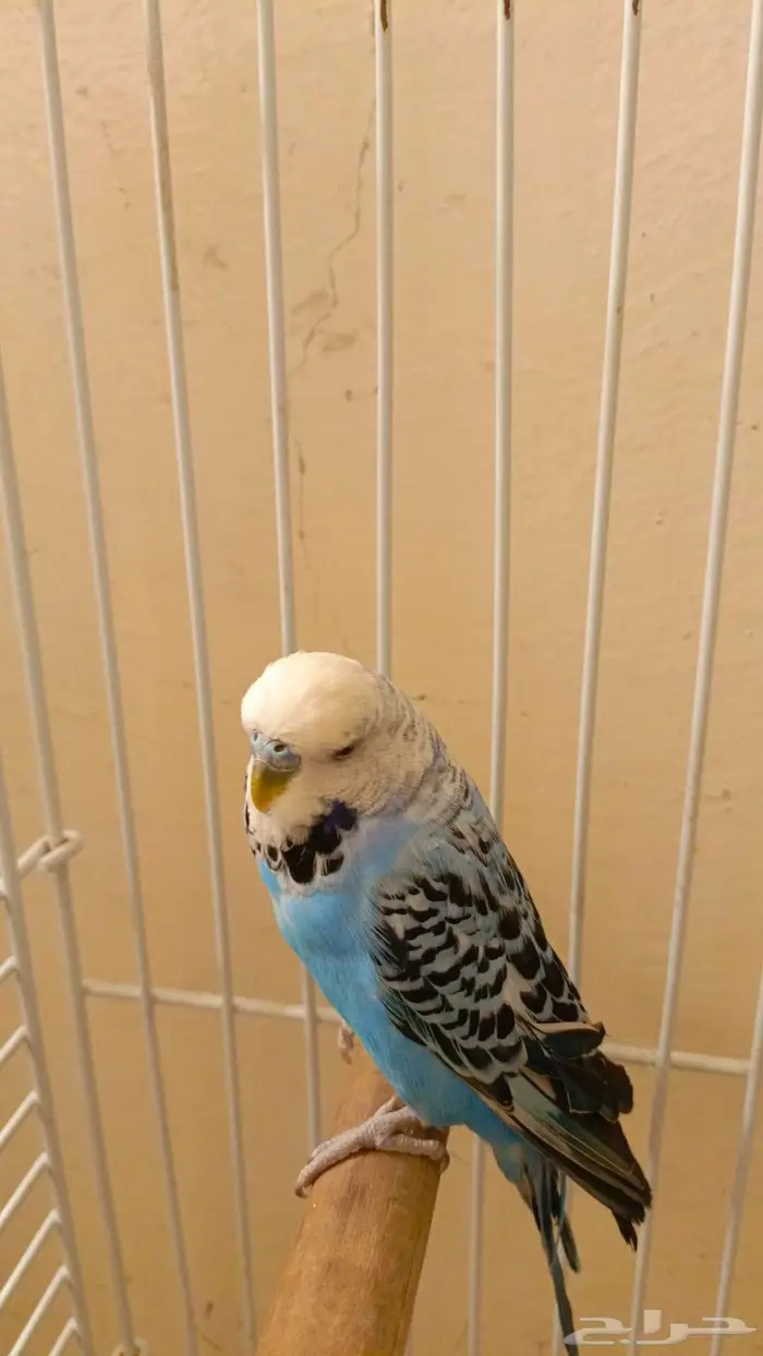 للبيع ذكر بادجي بدون قفص ومع اكله مجاني 2