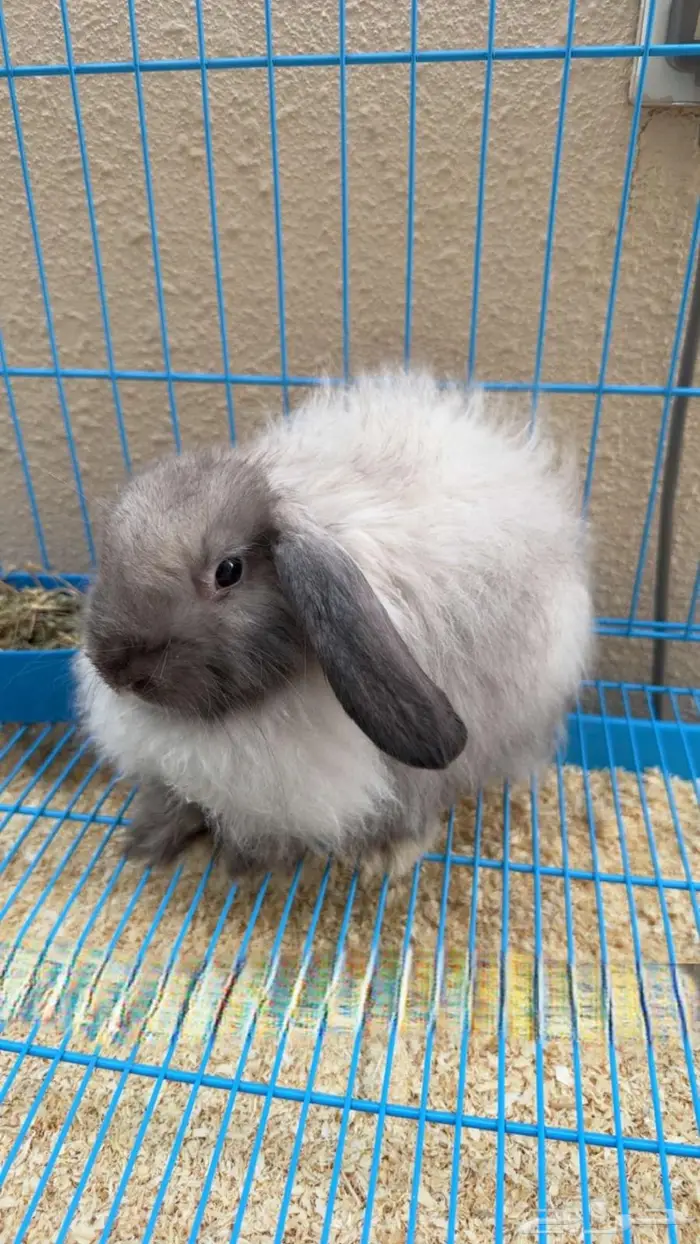 ارنب هولندي 0