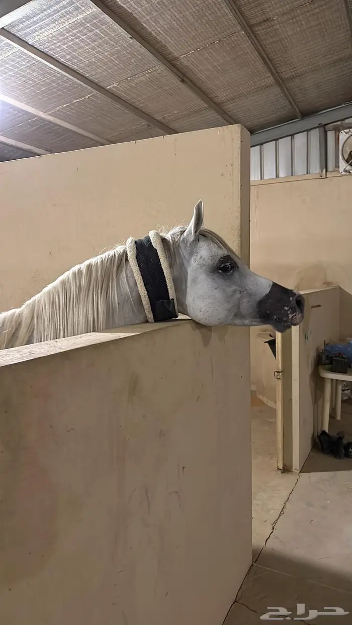 حصان واهو فاخر 4