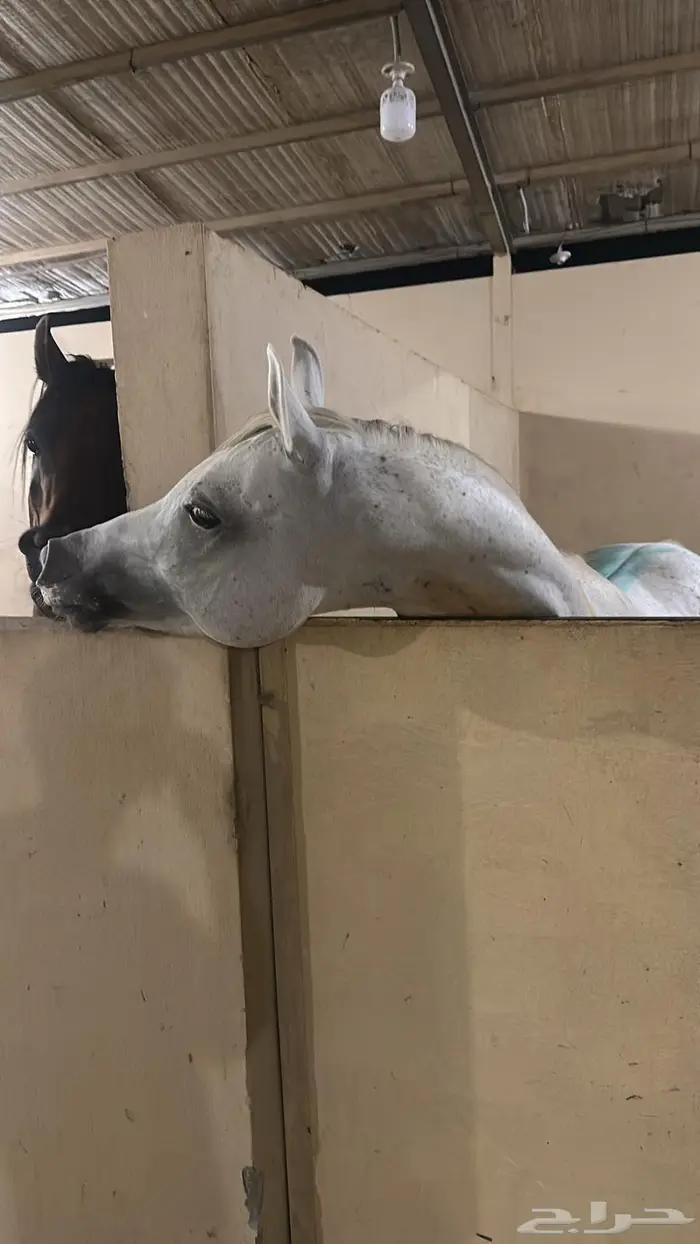 حصان واهو فاخر 3