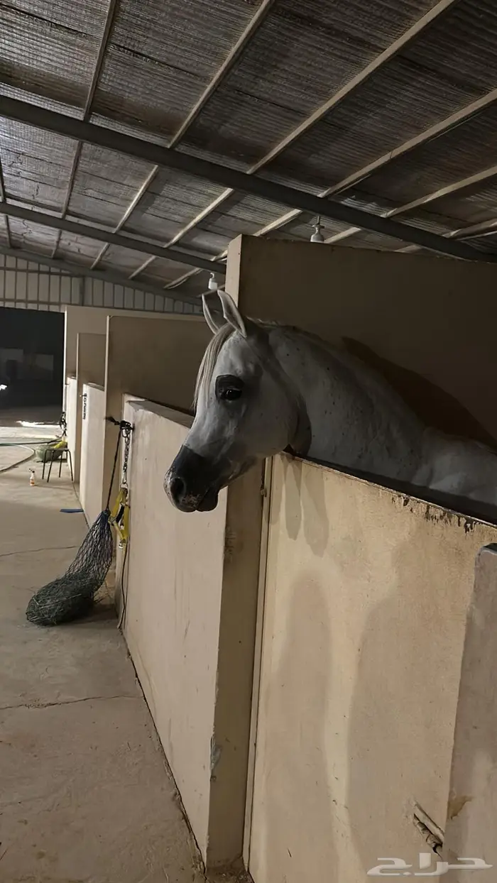 حصان واهو فاخر 2