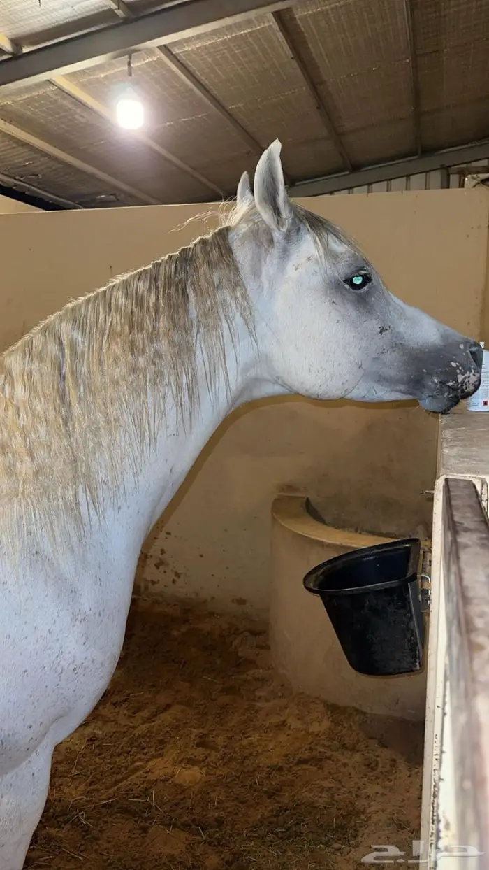 حصان واهو فاخر 0