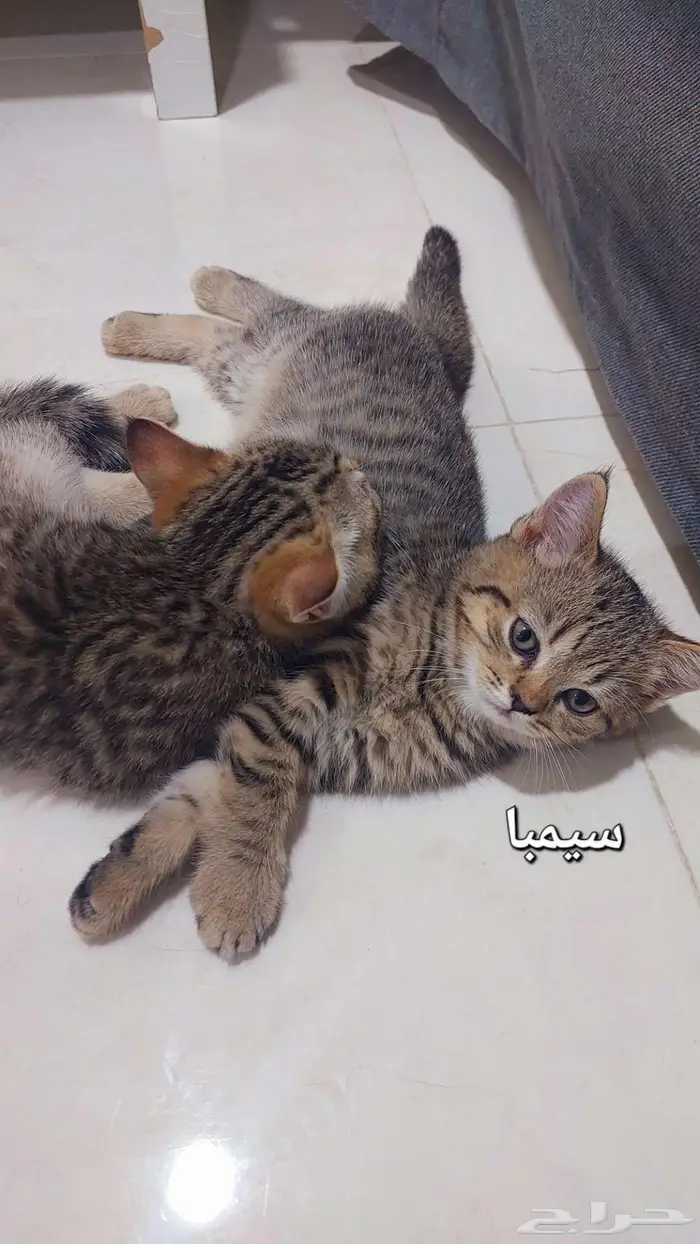 كتن سترايت سكوتش للتبني 0