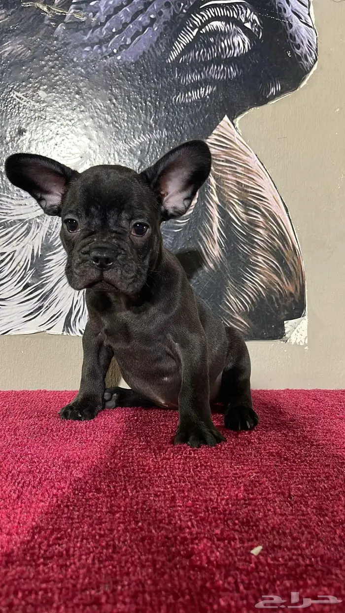 فرنش بولدوق 2