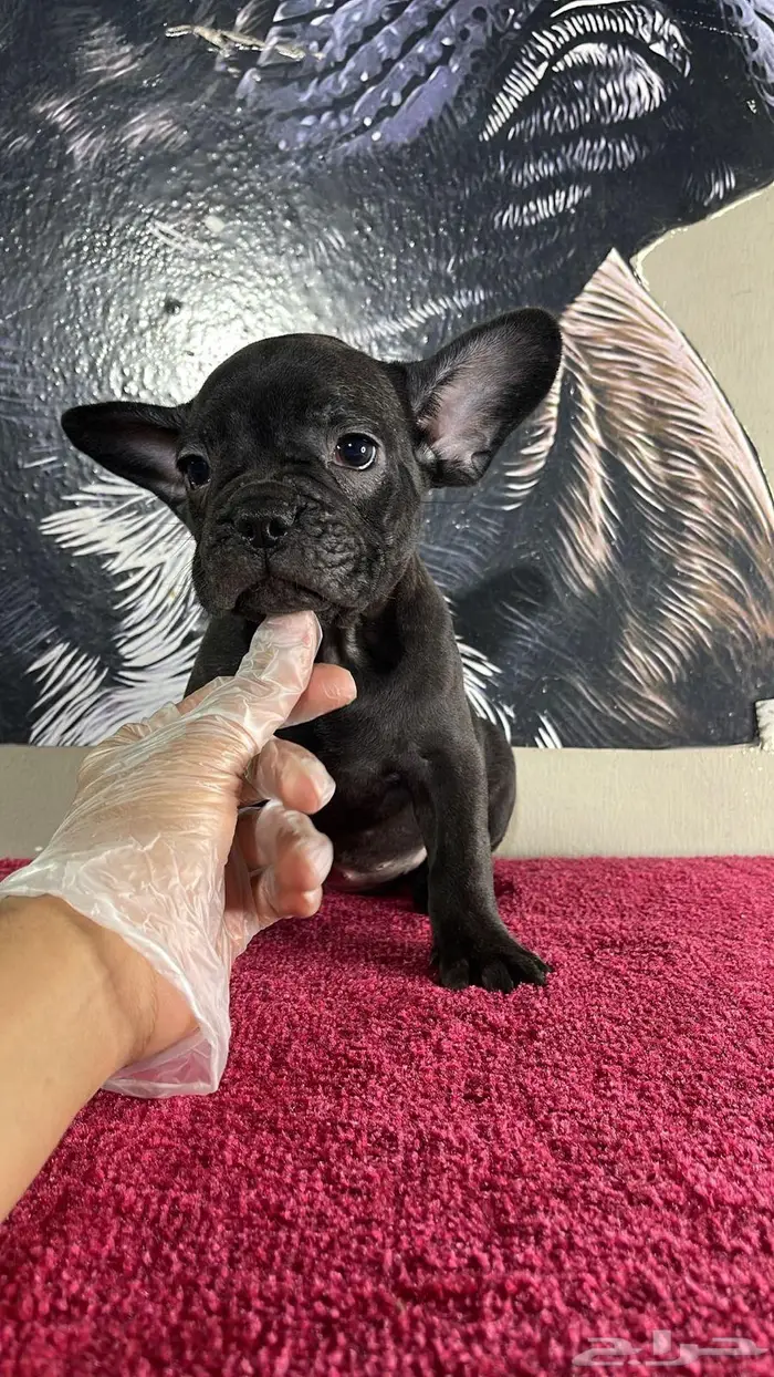 فرنش بولدوق 1