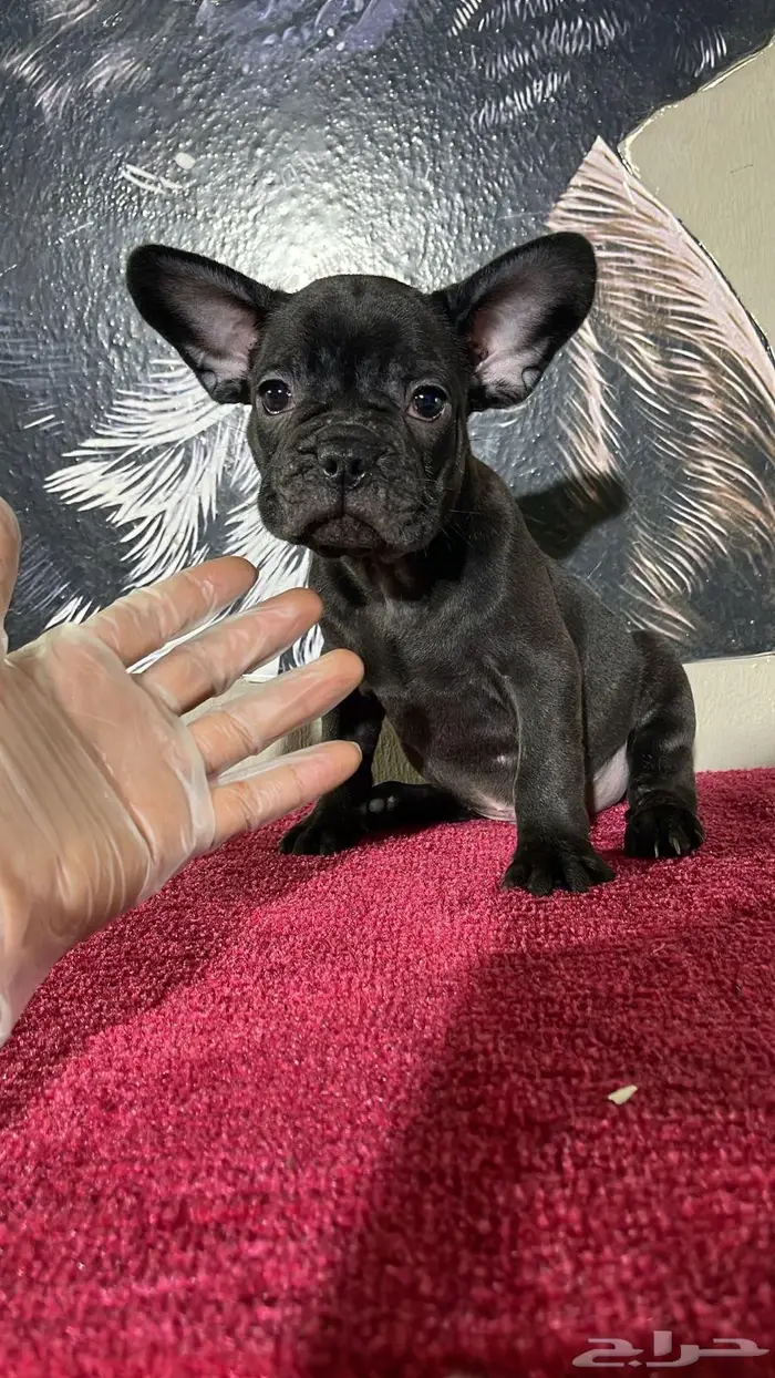 فرنش بولدوق 0