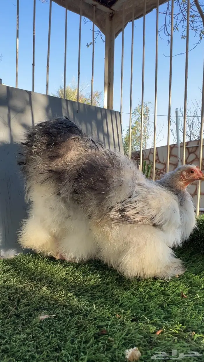 دجاج كوشن قطني نوادر 2