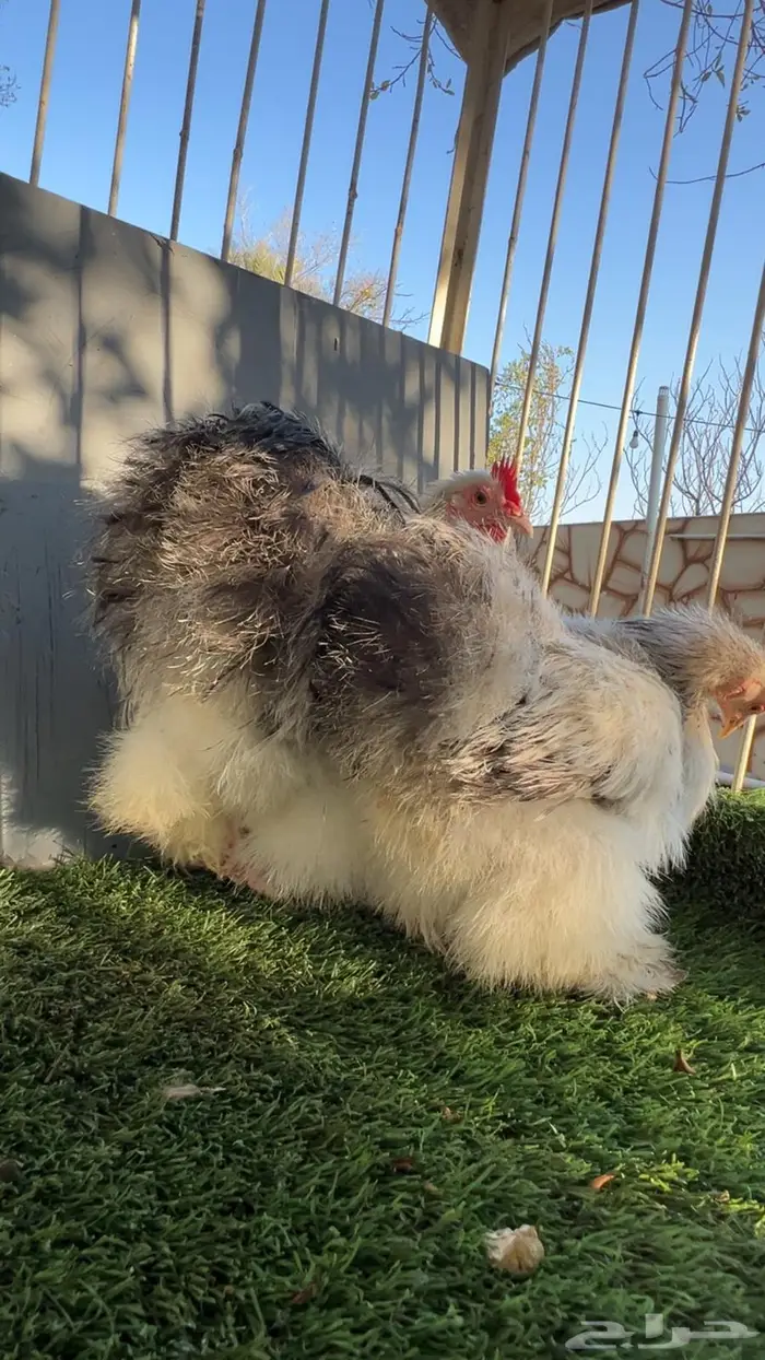 دجاج كوشن قطني نوادر 3