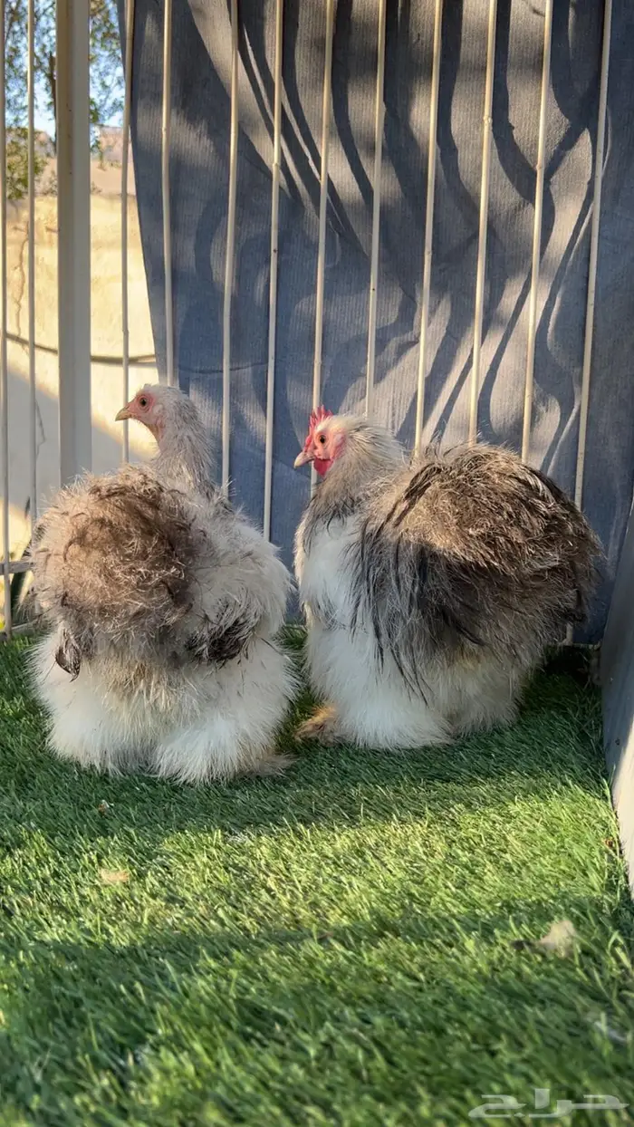 دجاج كوشن قطني نوادر 6