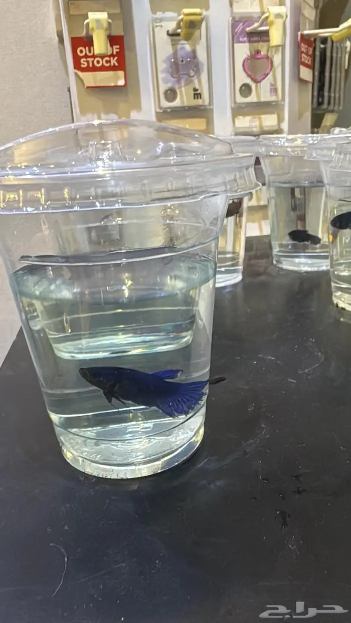 اناث فايتر الحبه ب 20 ريال الكميه محدوده 3