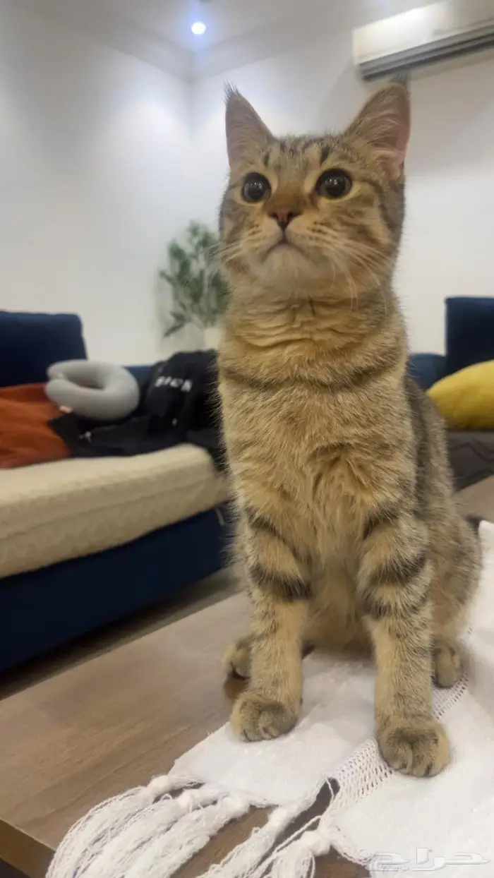 للبيع ذكر سكوتش استريت 0