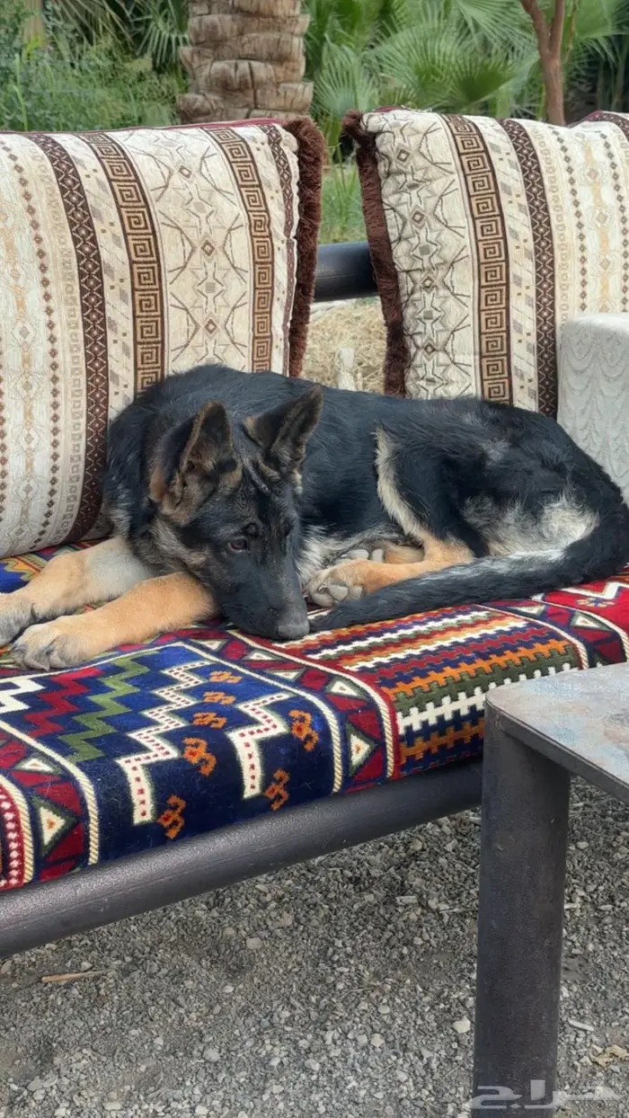 كلب جيرمن انثى عمره 4 شهور جاهز للتدريب 2