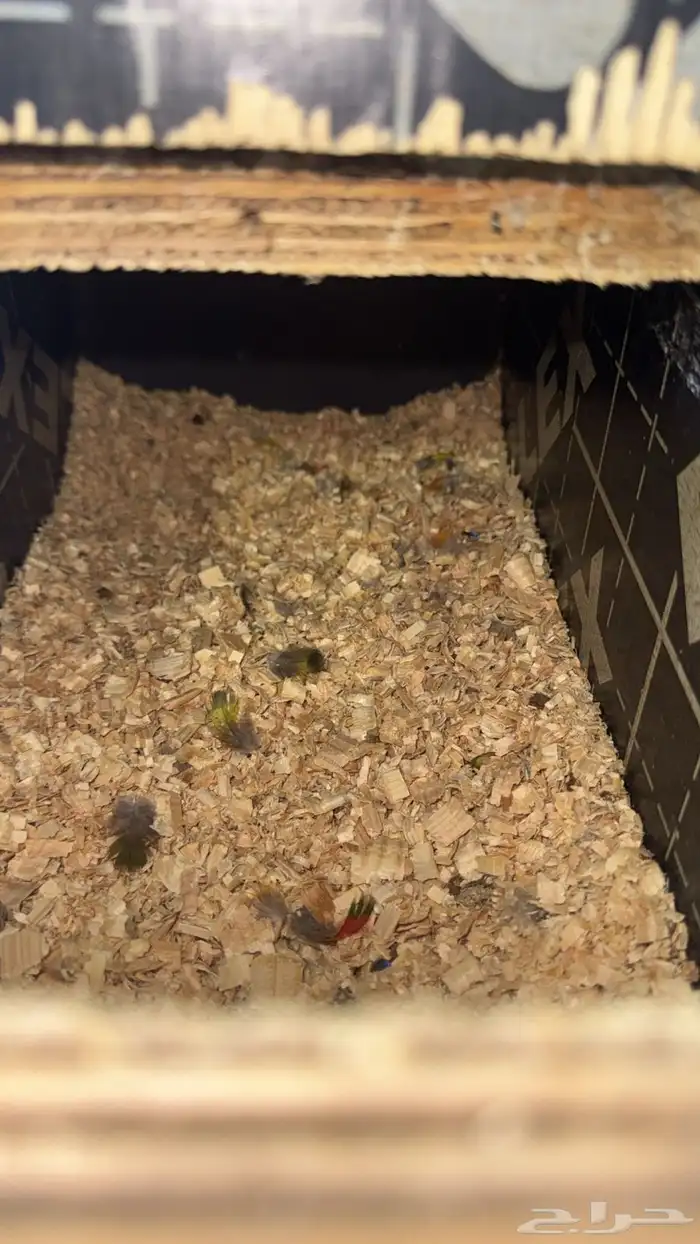 زوج لوري منتج ( تم البيع خارج الموقع ) 3