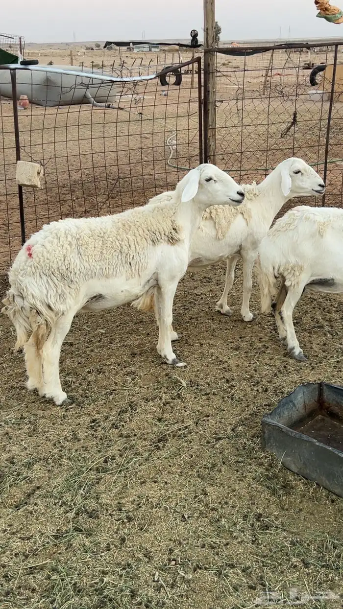 حريات دفيع عدد 3 روس 1