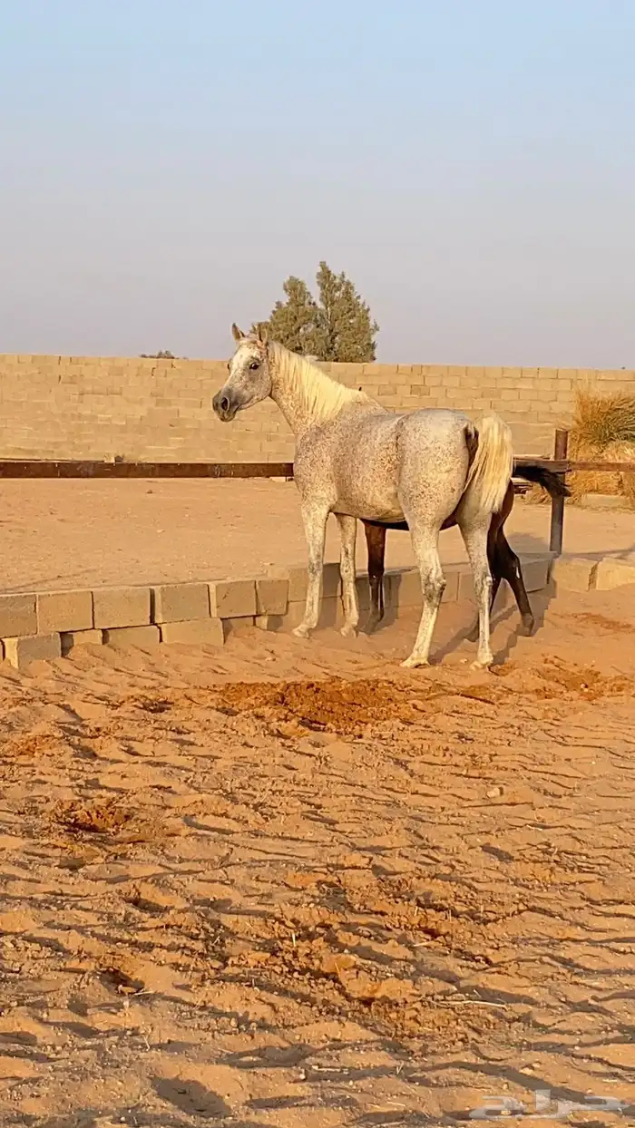 فرس شعبيه معها مهر 3