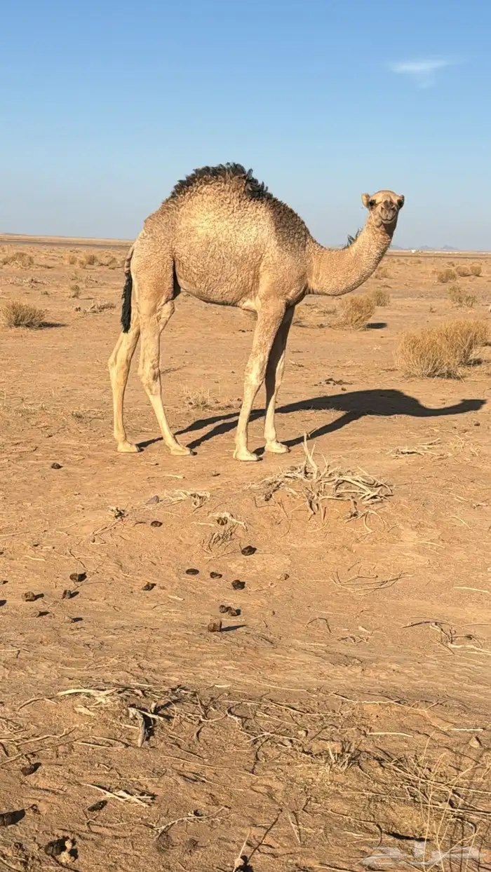 قعود للبيع 0