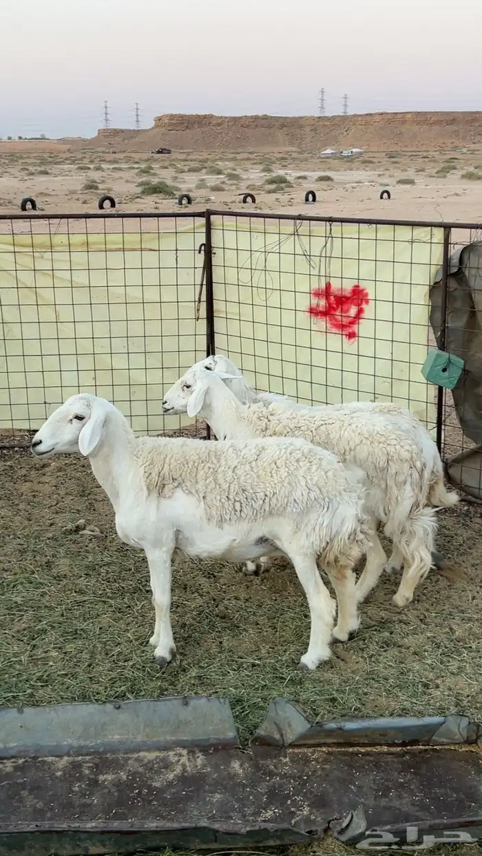 حريات دفيع عدد 3 روس 3